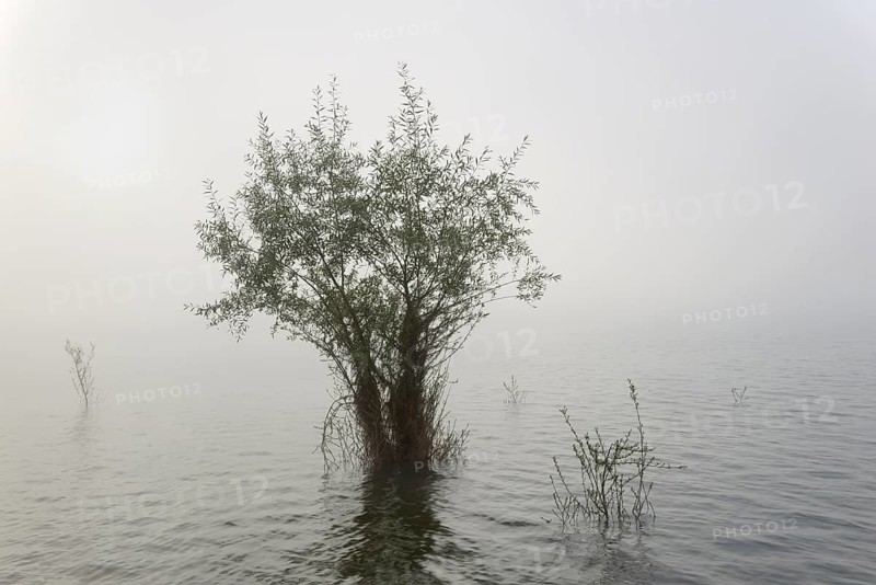 Hennesee, willows (Salix) in the fog, Hennetalsperre, Naturpark Sauerland-Rothaargebirge, North Rhine-Westphalia, Germany