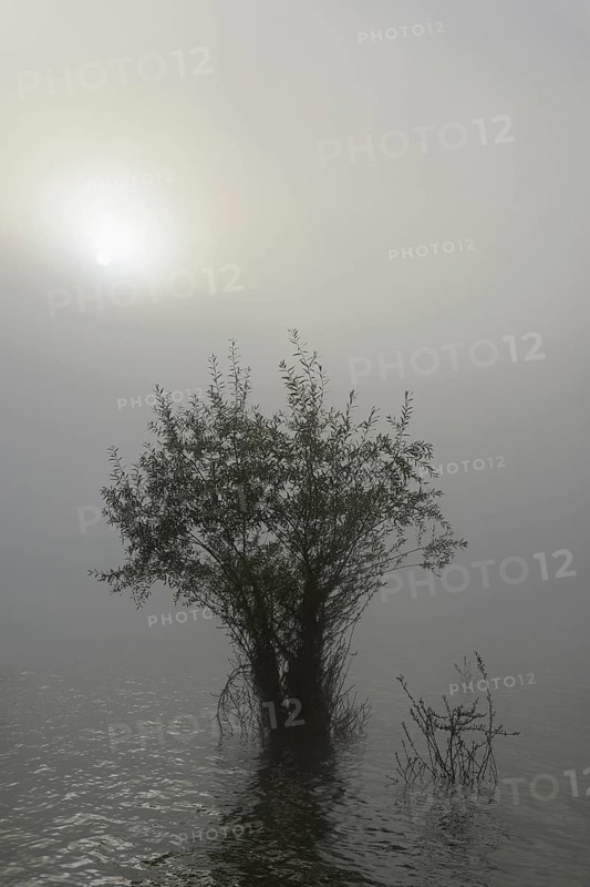 Hennesee, willows (Salix) in the lake, morning sun shining through the dense fog, Hennetalsperre, Naturpark Sauerland-Rothaargebirge, North Rhine-Westphalia, Germany
