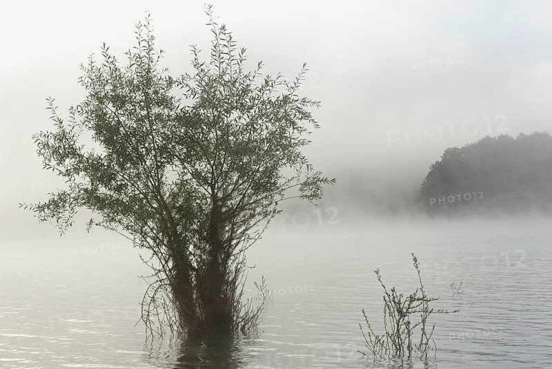 Hennesee, willows (Salix) in the lake, rising mist, Hennetalsperre, Naturpark Sauerland-Rothaargebirge, North Rhine-Westphalia, Germany