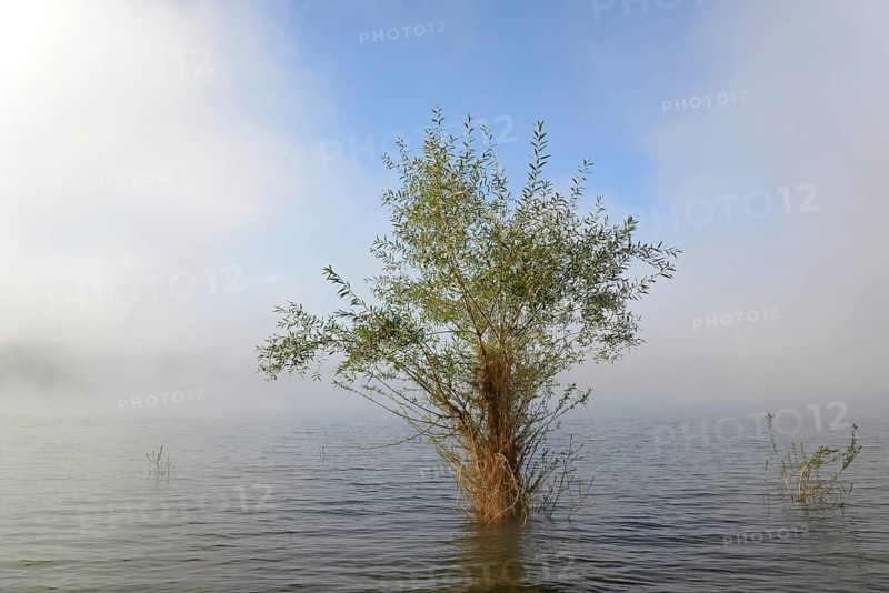 Hennesee, willows (Salix) in the lake, rising fog, blue sky, Hennetalsperre, Naturpark Sauerland-Rothaargebirge, North Rhine-Westphalia, Germany