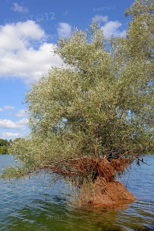 Hennesee, willow (Salix) in the lake, blue cloudy sky, Hennetalsperre, Naturpark Sauerland-Rothaargebirge, North Rhine-Westphalia, Germany