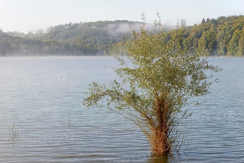 Hennesee, willows (Salix) in the lake, Hennetalsperre, Sauerland-Rothaargebirge nature park Park, North Rhine-Westphalia, Germany