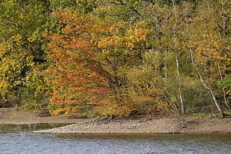 Deciduous trees with autumn leaves on the banks of Lake Möhnesee, Möhnetalsperre, North Rhine-Westphalia, Germany