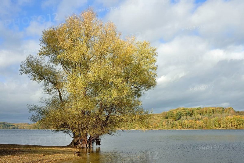 Willow (Salix) with autumn leaves on the lakeshore, blue cloudy sky, Möhnesee, Möhnetalsperre, North Rhine-Westphalia, Germany