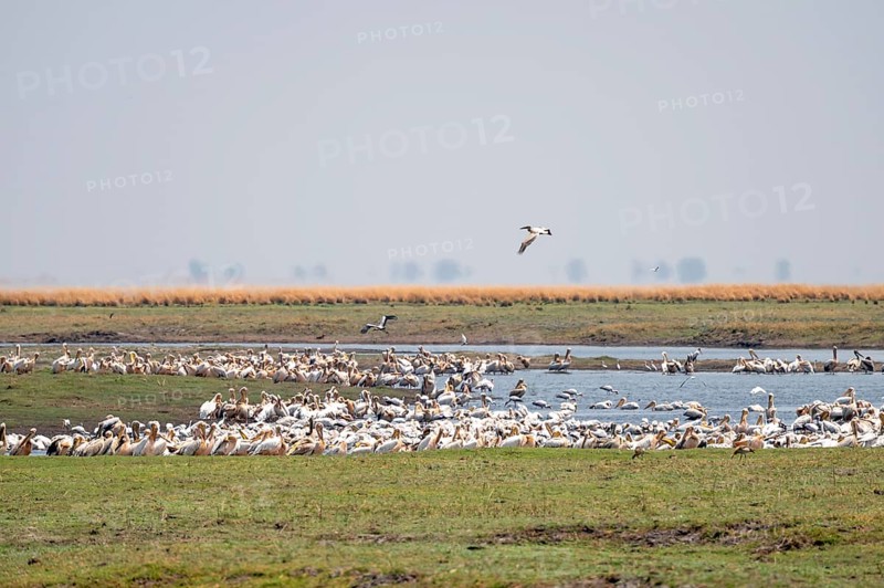 Pink pelican (Pelecanus onocrotalus), flock at the Kavango River, Namibia