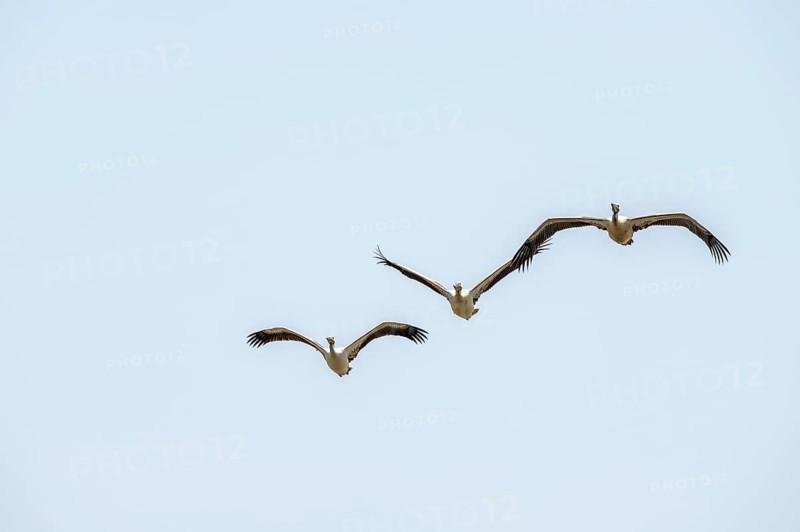 Pink pelican (Pelecanus onocrotalus) in flight, on the Kavango River, Namibia