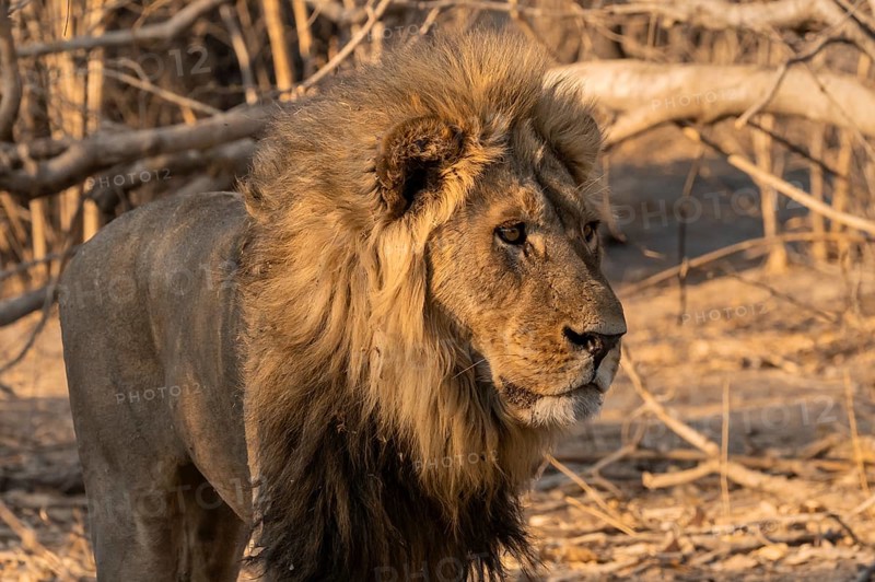 Maned lion, lion (Panthera leo), Savuti, Chobe National Park, Botswana