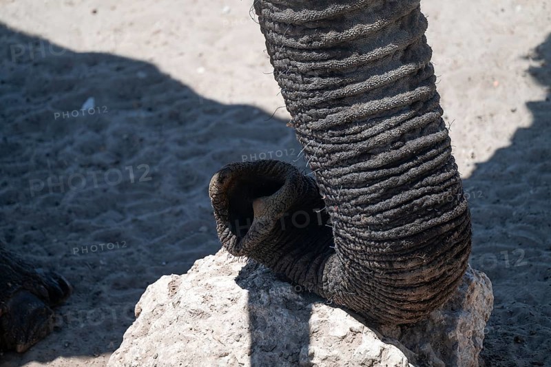 Detail, trunk, African elephant (Loxodonta africana), Etosha National Park, Namibia