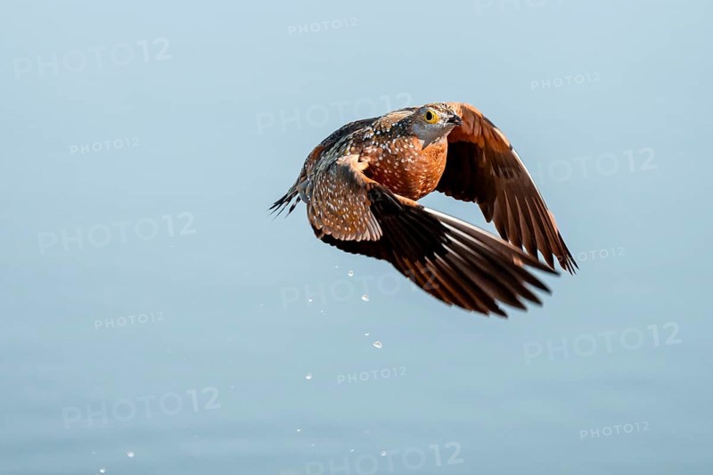 Burchell's sandgrouse (Pterocles burchelli) in flight, Savuti, Chobe Nationalpark, Botswana