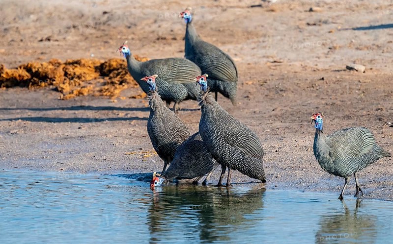 Helmeted guinea fowl (Numida meleagris), Savuti, Chobe Nationalpark, Botswana
