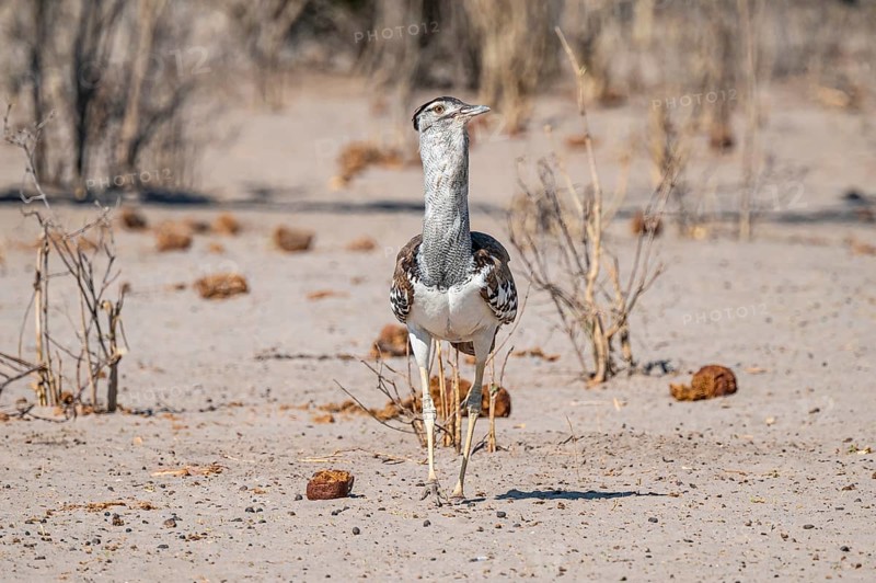 Kori Bustard (Ardeotis kori), Savuti, Chobe Nationalpark, Botswana