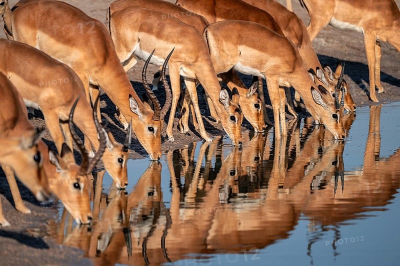 Impala (Aepyceros melampus) drinking at a waterhole, reflection, Savuti, Chobe National Park, Botswana