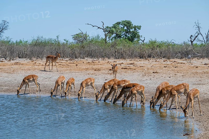 Impala (Aepyceros melampus) drinking at a waterhole, Savuti, Chobe National Park, Botswana