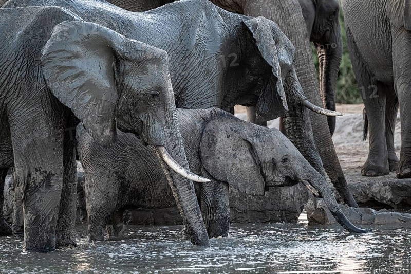 Herd of elephants, African elephant (Loxodonta africana) with young at the waterhole, sunset, Savuti, Chobe National Park, Botswana