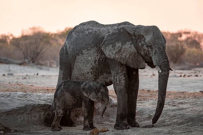 African elephant (Loxodonta africana) with young, sunset, Savuti, Chobe National Park, Botswana