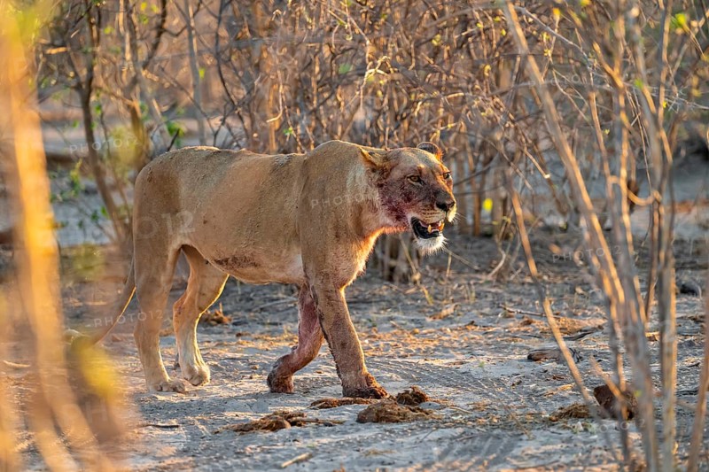 Lioness with blood directly after a successful kill, lion (Panthera leo) on the hunt, Savuti, Chobe National Park, Botswana