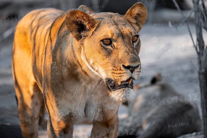 Lioness (Panthera leo), Savuti, Chobe National Park, Botswana