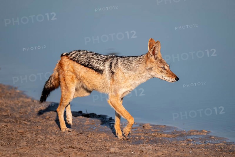 Black-backed jackal (Lupulella mesomelas) at a waterhole, Savuti, Chobe National Park, Botswana