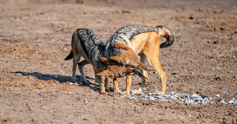 Two black-backed jackals (Lupulella mesomelas) hunting a pigeon, Savuti, Chobe National Park, Botswana