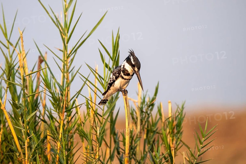 Grey Kingfisher (Ceryle rudis), on the Kavango River, Namibia