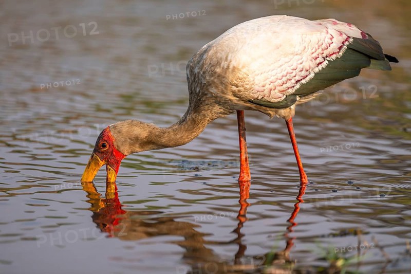Glutton (Mycteria ibis) in the water foraging on the Chobe River, Ihaha, Chobe National Park, Botswana