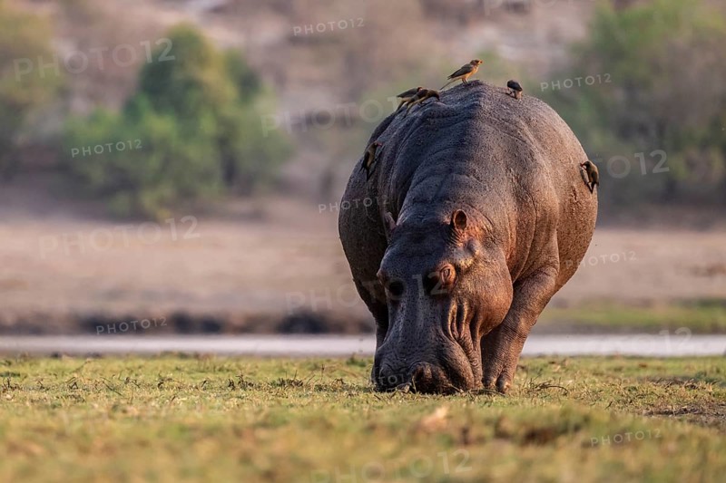 Hippopotamus (Hippopatamus amphibius) grazing, Chobe River, Ihaha, Chobe National Park, Botswana