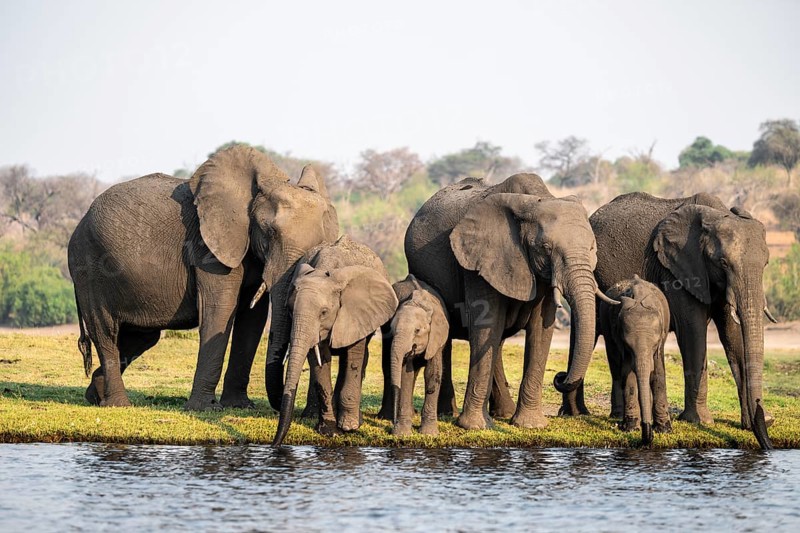 Herd of animals with young, African elephant (Loxodonta africana) drinking at the Chobe River, Ihaha, Chobe National Park, Botswana, Africa