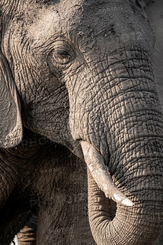 Detail, Animal portrait, African elephant (Loxodonta africana), Ihaha, Chobe National Park, Botswana, Africa
