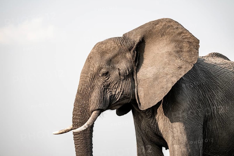 Detail, Animal portrait, African elephant (Loxodonta africana), Ihaha, Chobe National Park, Botswana, Africa