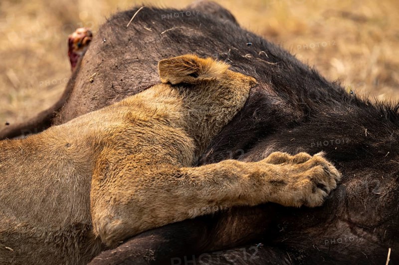 Funny, Kill, Lion (Panthera Leo) eats buffalo, Xakanaxa, Moremi Game Reserve, Botswana