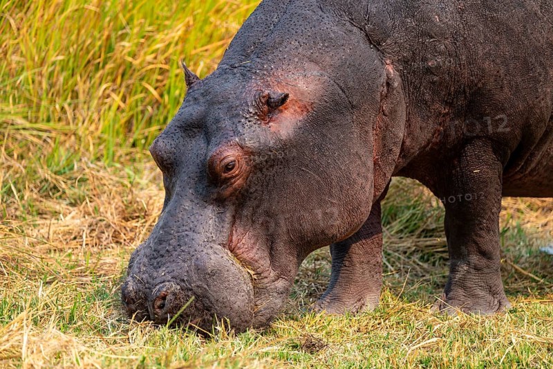 Hippopotamus (Hippopatamus amphibius) grazing, Xakanaxa, Okavango Delta, Moremi Game Reserve, Botswana