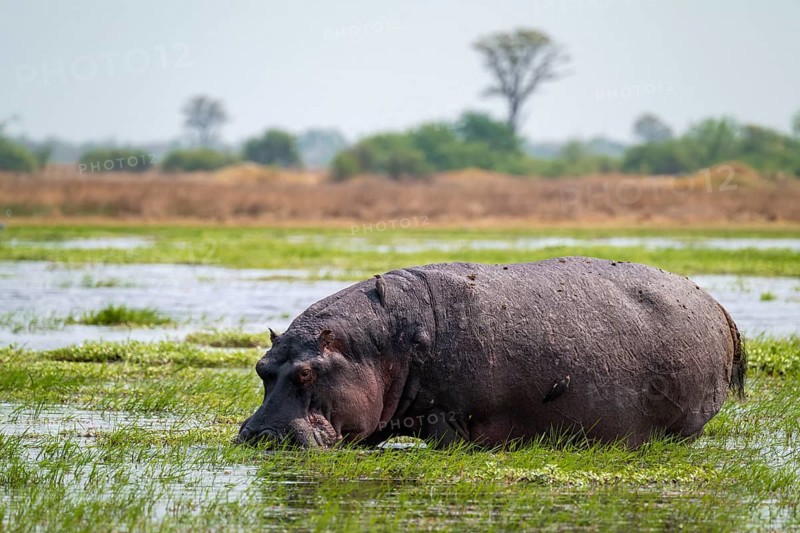 Greater hippopotamus (Hippopatamus amphibius), Xakanaxa, Okavango Delta, Moremi Game Reserve, Botswana
