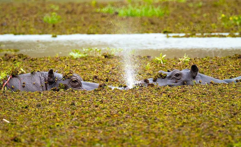 Hippopotamus (Hippopatamus amphibius) hiding in the swamp, Xakanaxa, Okavango Delta, Moremi Game Reserve, Botswana