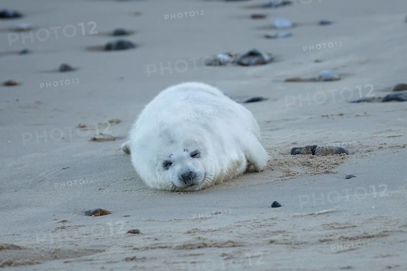 Grey seal (Halichoerus grypus) juvenile baby pup animal sleeping on a sandy beach in winter, England, United Kingdom