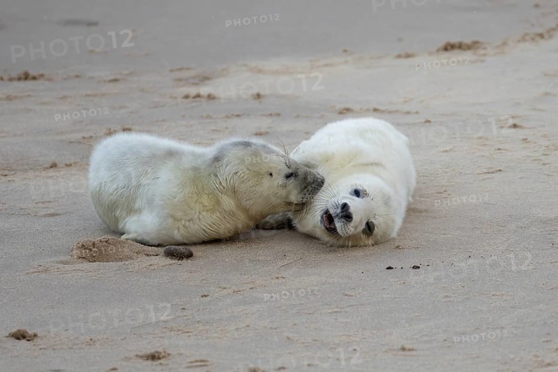Grey seal (Halichoerus grypus) two juvenile baby pup animals on the sand of a beach in winter, England, United Kingdom