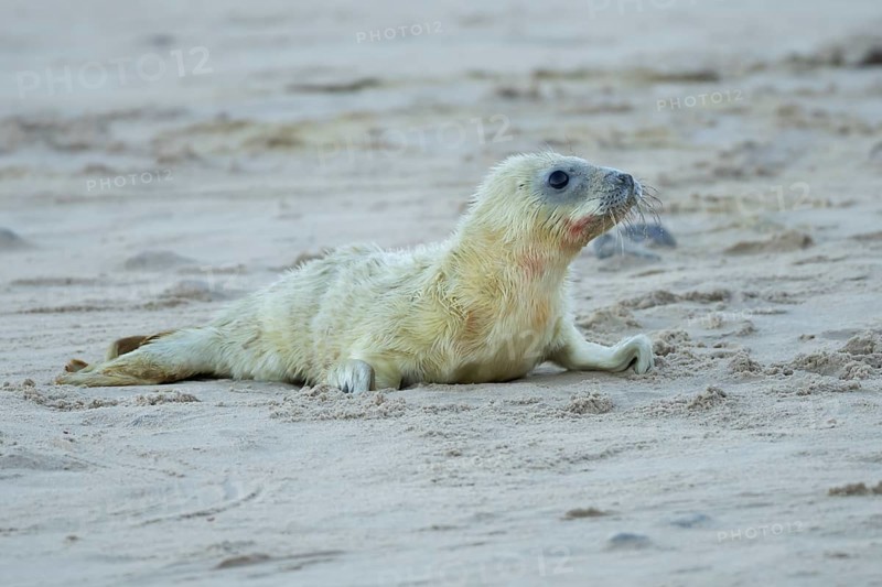 Grey seal (Halichoerus grypus) juvenile baby pup animal resting on a sandy beach in winter, England, United Kingdom
