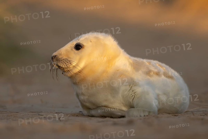 Grey seal (Halichoerus grypus) juvenile baby pup animal resting on a sand dune by a beach in winter, England, United Kingdom
