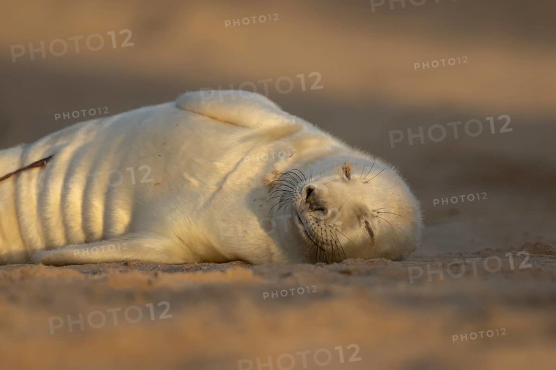 Grey seal (Halichoerus grypus) juvenile baby pup animal sleeping on a sand dune on a beach in winter, England, United Kingdom