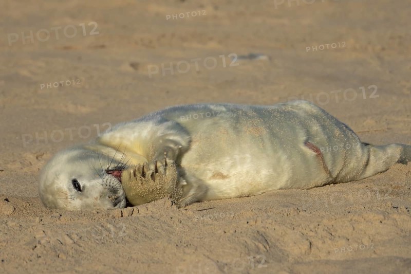 Grey seal (Halichoerus grypus) juvenile baby pup animal resting on a sandy beach in winter, England, United Kingdom