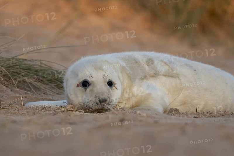 Grey seal (Halichoerus grypus) juvenile baby pup animal resting in a sand dune by a beach in winter, England, United Kingdom