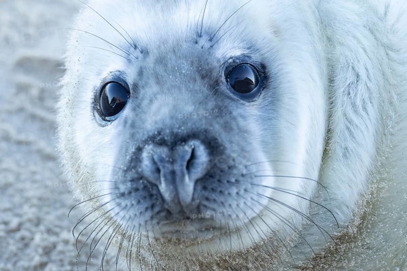 Grey seal (Halichoerus grypus) juvenile baby pup animal head portrait in winter, England, United Kingdom