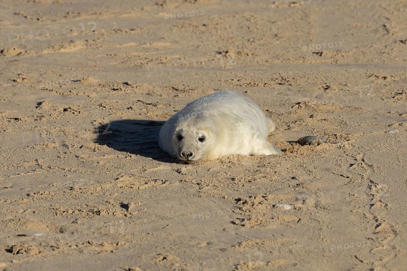 Grey seal (Halichoerus grypus) juvenile baby pup animal on a sandy beach in winter, England, United Kingdom