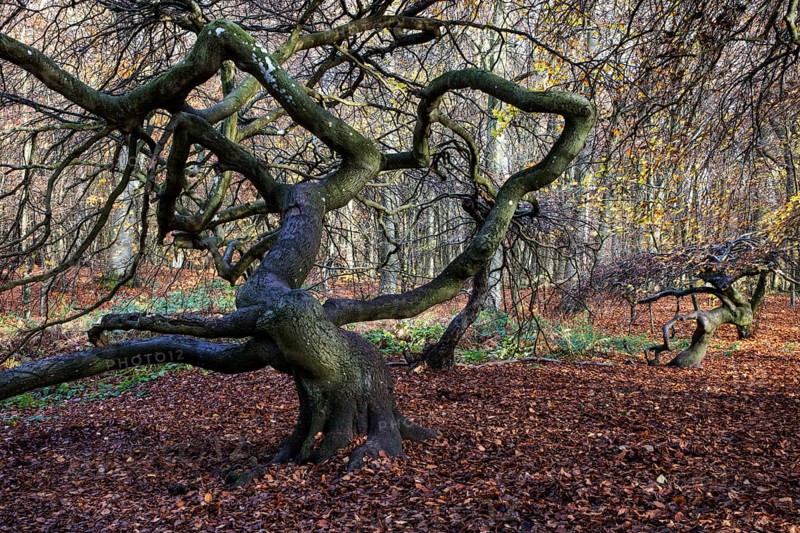 Süntelbuchen (Fagus sylvatica), cripple beeches, Hexenwald, Semper Forest Park, near Lietzow, Rügen, Mecklenburg-Western Pomerania, Germany