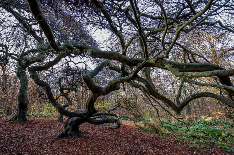 Süntelbuchen (Fagus sylvatica), cripple beeches, Hexenwald, Semper Forest Park, near Lietzow, Rügen, Mecklenburg-Western Pomerania, Germany