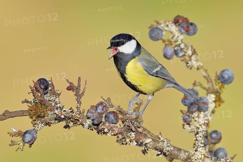 Great tit (Parus major), sitting on a branch in a blackthorn bush, (Prunus spinosa), sloes, with ripe fruit, autumn, wildlife, animals, tit family, songbird, birds, Wilnsdorf, North Rhine-Westphalia, Germany