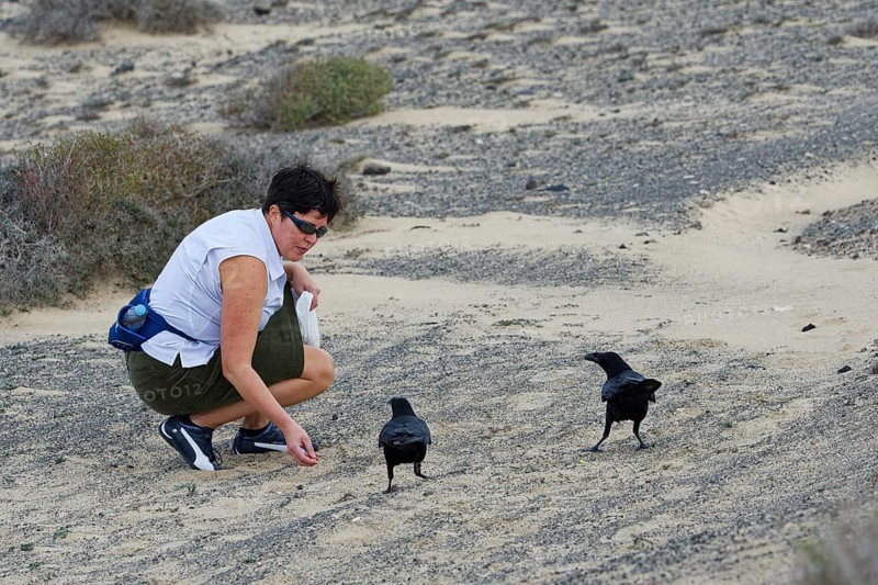 Tourist feeding ravens (Corvus corax), Fuerteventura, Spain