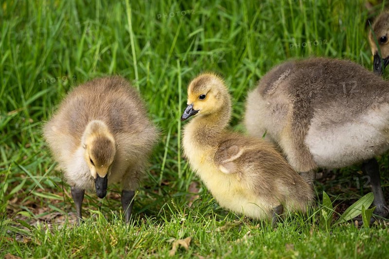 Canada goose (Branta canadensis), chicks in a meadow. Lake Mangamahoe, North Island, New Zealand