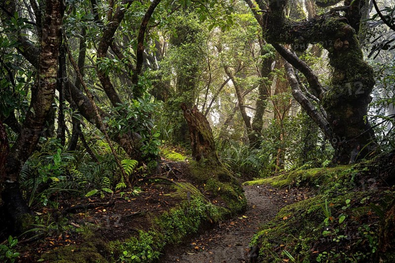 Forest path, gnarled tree, mosses, ferns, lichens. Egmont National Park, Taranaki Region, North Island, New Zealand