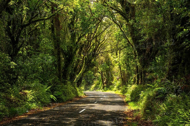 Road to North Egmont Visitor Centre. Forest with gnarled trees, mosses, ferns and lichens. Egmont National Park, Taranaki Region, North Island, New Zealand