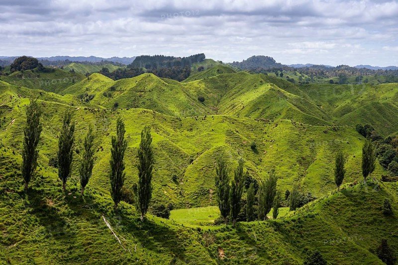 Hilly landscape with meadows and trees along State Highway 43 (SH 43), also known as the Forgotten World Highway. North Island, New Zealand